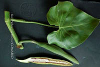 Yolox 925 Philodendron hederaceum.jpg