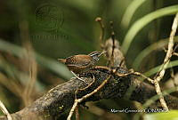 MGaves 3268 Henicorhina leucosticta.jpg