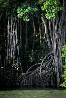 FBA0515 Rhizophora mangle.jpg