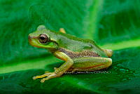 VHJA 0014 Sarcohyla celata.jpg