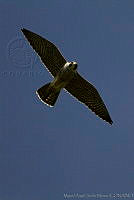 MASM01548 Falco peregrinus.jpg