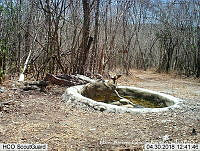 MAGB 0091 Canis latrans.JPG