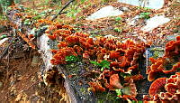 LHVH02 Stereum ostrea.jpg