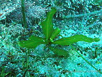 RRR0081 Halidrys dioica.JPG