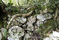 MASM04853 Palenque, Chiapas.jpg