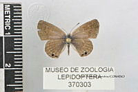 JF018 0784 Echinargus isola.jpg