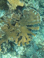 NE018 0394 Acropora palmata.jpg
