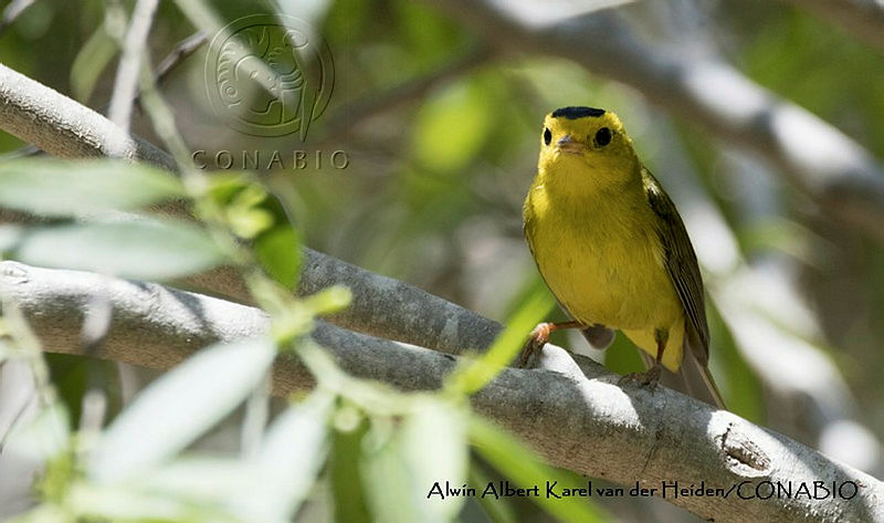Cardellina pusilla