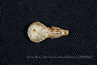 VMS-CD0320 Cryptotis peregrina.JPG