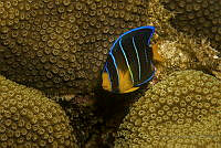 IDG1564 Holacanthus ciliaris.jpg