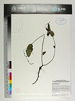 JAdNV0420 Priva mexicana.JPG