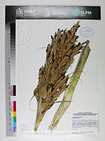 JAdNV0463 Tillandsia parryi.JPG