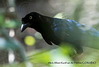 AAKVDH 0183 Cyanocorax beecheii.JPG