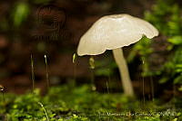 IMDOC1613 Fungi.jpg