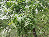 RG016 0727 Acacia.jpg