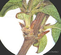 SL2852 Vesalea floribunda.jpg
