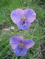 FCM54 Commelina coelestis.jpg