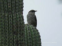 CAR 0019 Campylorhynchus brunneicapillus.jpg