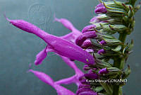 ME010 KV 02539 Salvia purpurea Cav., 1793.JPG