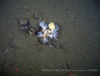 IFREMER-ICMyL-UNAM 0033 Psolus squamatus.jpg