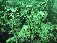 NE018 0925 Cystoseira.jpg