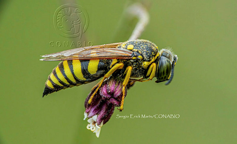 SM0443%20Sapygidae.jpg.jSfJ pD MeVbnbdjQA3g0JtbmFja29CbnFuZ3NAbXJ6LGtwZwA.oP0tjH M5X