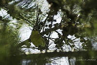 JRRO0156 Spinus psaltria.jpg