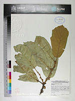 JAdNV0376 Quercus crassifolia.JPG