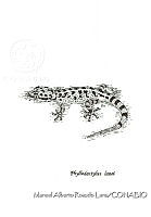 MARL0525 Phyllodactylus lanei.jpg