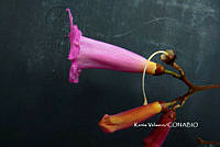 ME010 KV 00657 Tanaecium pyramidatum (Rich.) L.G. Lohmann, 2008_.JPG