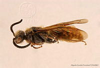 AGDE019-530 Tiphia nona.jpg