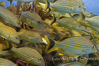 CVF001 Haemulon sciurus.jpg