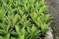 IMDOC 5881 Blechnum gibbum.jpg