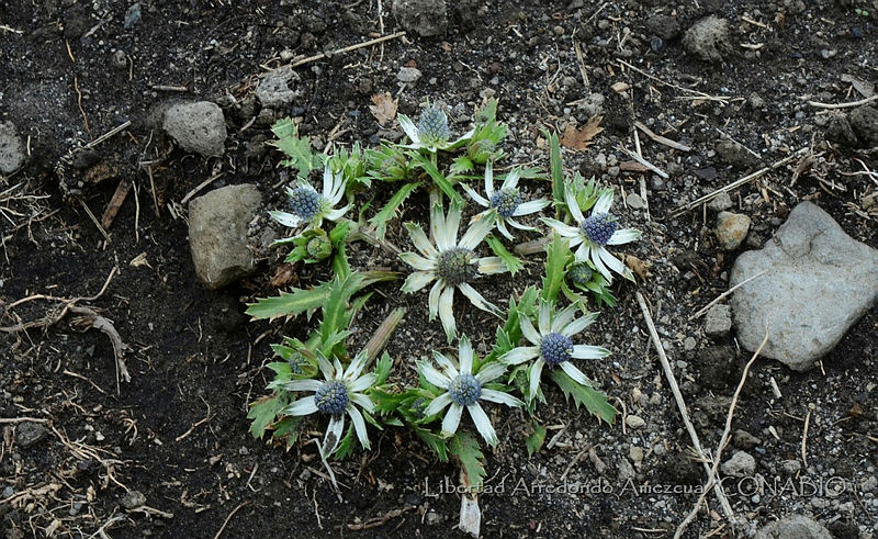 LAA081%20Eryngium%20carlinae.jpg.nyfWv731MRcdJ6thQA3g0JtbmFja29CbnFuZ3NAbXJ6LGtwZwA.EZdP7F4wRb