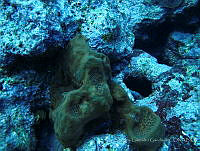 CGG0494 Geodia neptuni.JPG