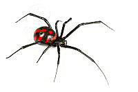 MASM06955 Latrodectus mactans.jpg