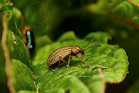 SM0599 Disonycha politula Colaspis brunnea.jpg