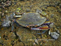 NBA0067 Callinectes bellicosus.JPG