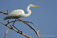 PC0002 Ardea alba.jpg