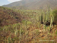 OTVHK040-909 Tetechera de Neobuxbaumia tetetzo cerca poblacion de Mhuitzilipochtli.TIF