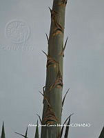 AJGM0274 Agave americana.JPG