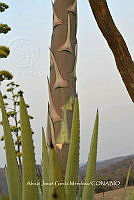 RG019 0394 Agave rhodacantha.jpg