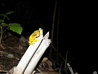PJ016 0269 Exerodonta xera.JPG