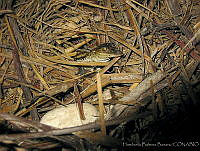 HBB0204 Crocodylus moreletii.jpg