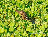 TE001 0178 Hábitat Caiman crocodilus.jpg