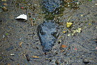 ATO01 Crocodylus moreletii.jpg