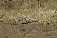 GECI L046 042 Streptopelia decaocto.JPG