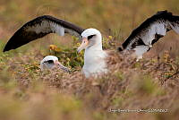 JRRO0501 Phoebastria immutabilis.jpg