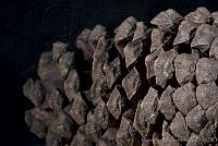 MASM03341 Pinus montezumae.jpg