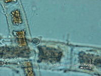 KT016 0006 Chamaecalyx sp..jpg